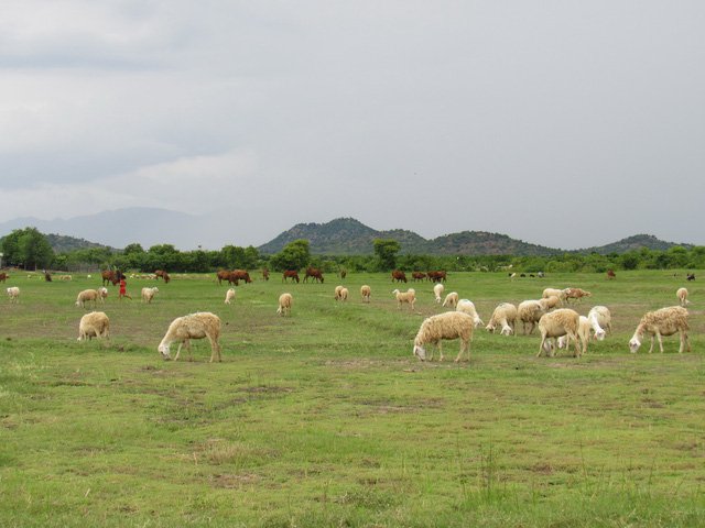 Trên đồng cừu ở xã An Hòa